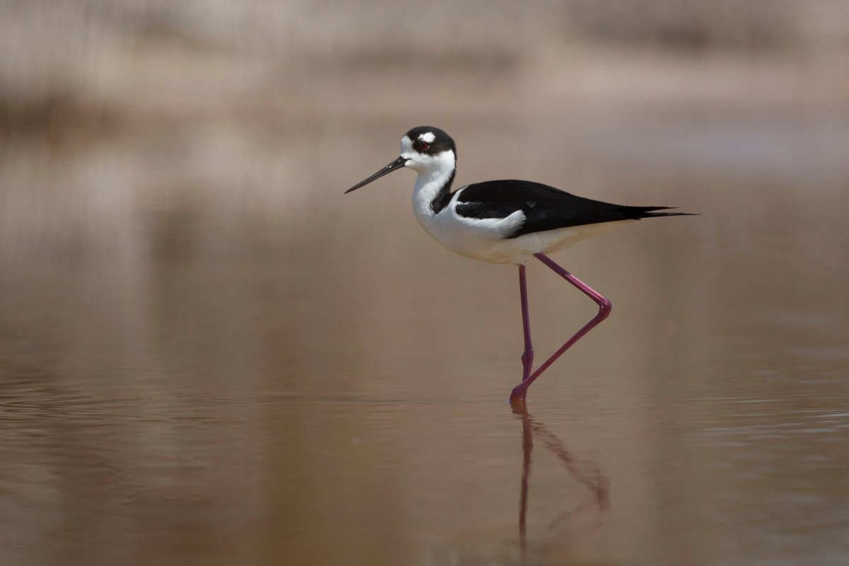 Caleb Knight tweet media