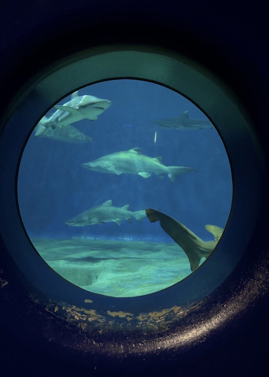 swimming with sharks 🦈 ♟️