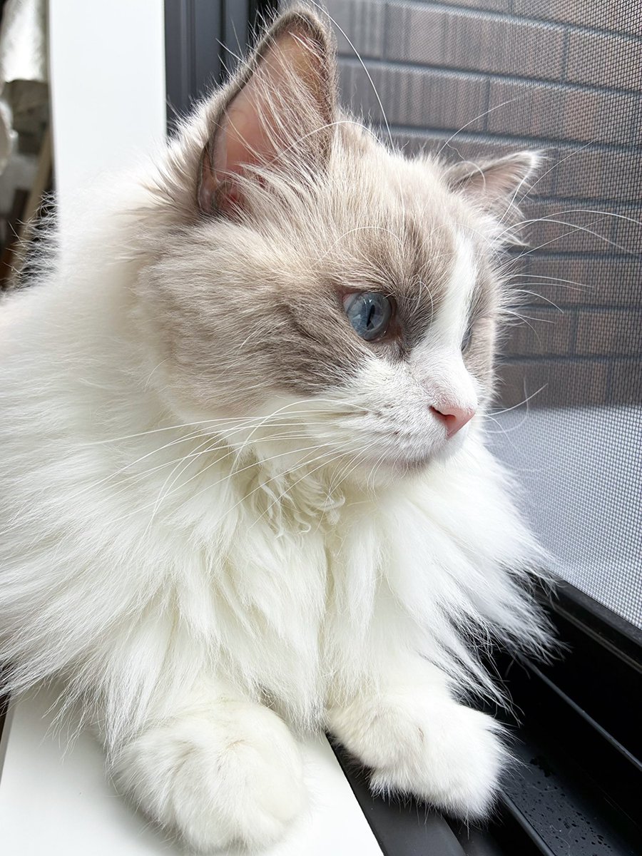 ルナ🌙✨ (@Luna20240425) / Posts / X