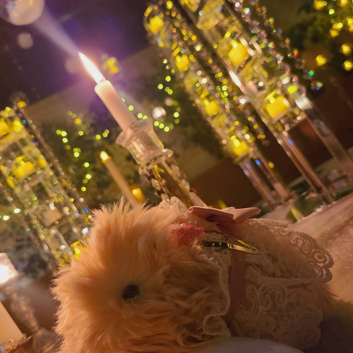 もっぷぅ🐰の飼い主✨ tweet media