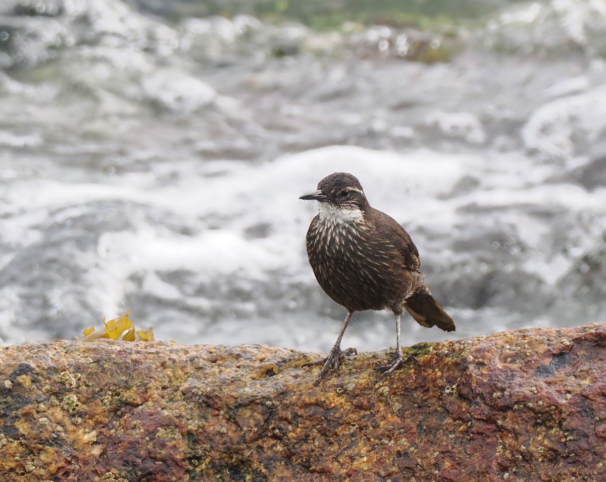 Andrew Whitehouse tweet media