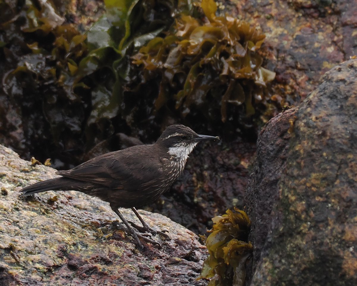 Andrew Whitehouse tweet media