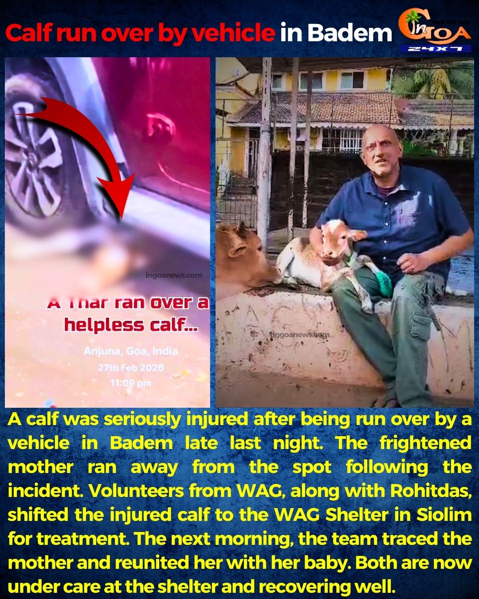 InGoa24x7's tweet photo. Calf run over by vehicle in Badem
#Goa #Goanews #Calf #RunOver #vehicle #badem #WAG https://t.co/MTN3RE4vZD