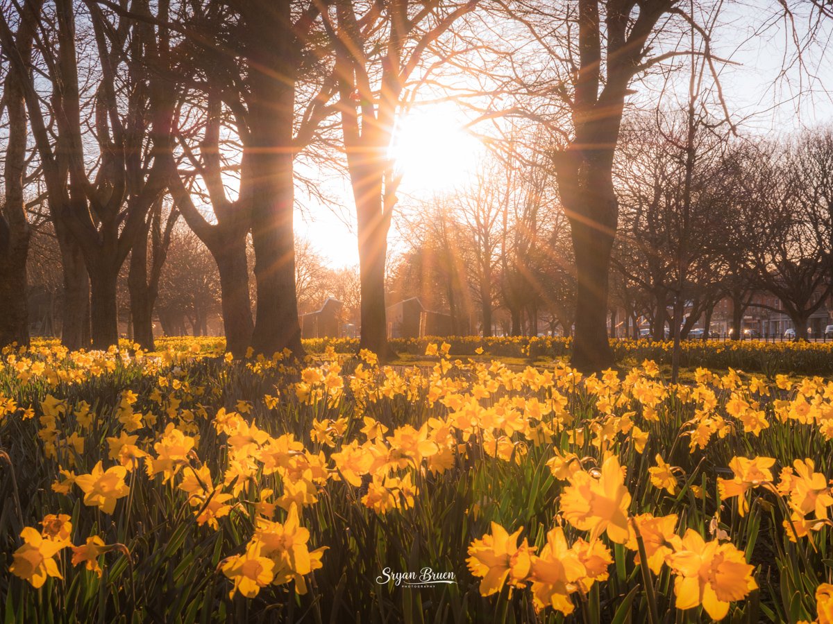 sryanbruenphoto's tweet photo. The daffodils in bloom at Fairview Park, from March 2022. https://t.co/3cNmfjFegj