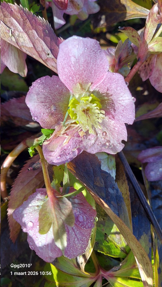 Pieterman tweet media