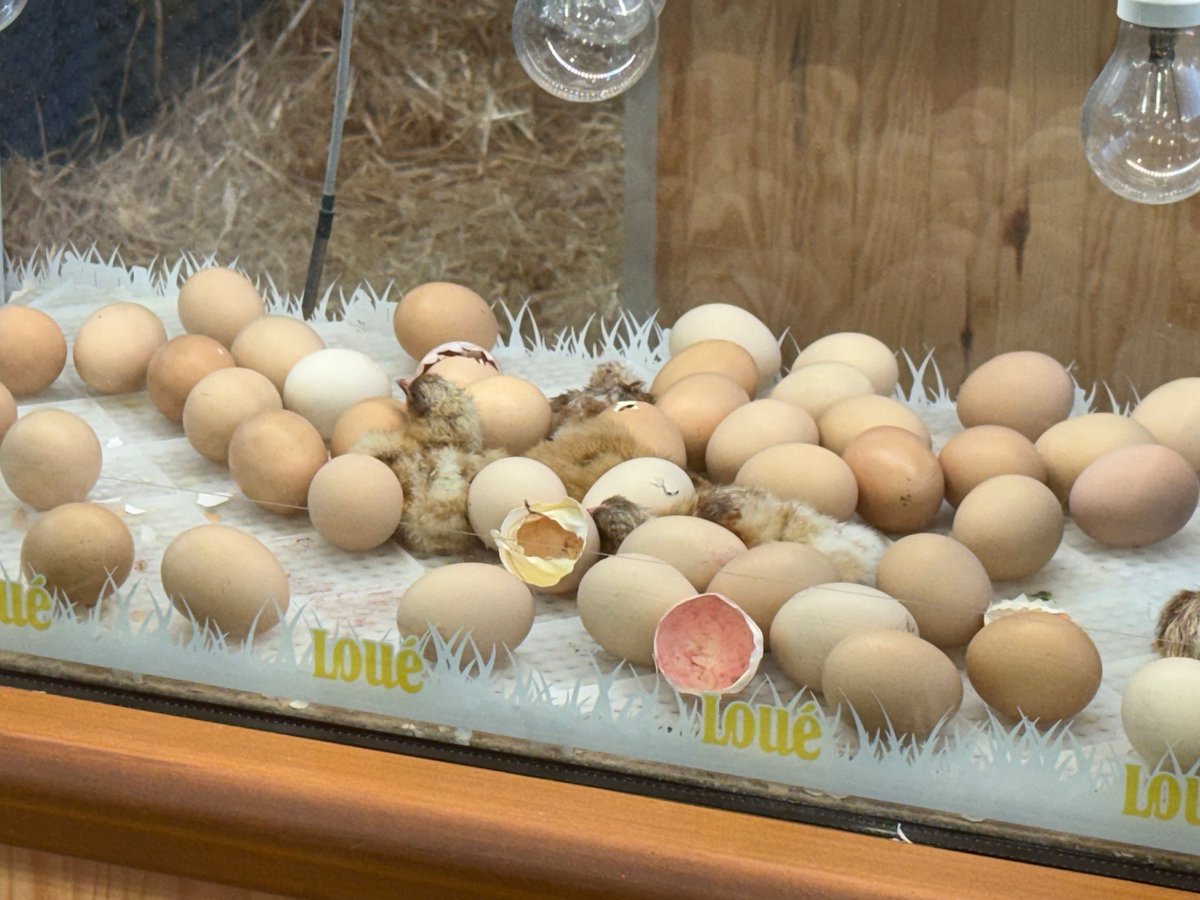 JPCarpentierUE's tweet photo. J’ai eu l’honneur, en ma qualité de Consul honoraire du #Luxembourg, de me rendre au @Salondelagri , où j’ai eu le plaisir de rencontrer les représentants de la Brasserie Nationale (#Bofferding), à l’aimable invitation de son dirigeant, Monsieur Georges M. Lentz, que je tiens à remercier très sincèrement.

Cette visite a également été l’occasion, comme chaque année, d’aller à la rencontre des acteurs du monde #agricole et d’échanger avec eux sur les défis #contemporains auxquels ils sont confrontés, sujets sur lesquels je m’exprime régulièrement dans Le Contemporain.

Les échanges avec Gaetan Brault, présent sur le salon, ont permis de mieux appréhender les enjeux à la fois #politiques, #économiques et #sociétaux d’une #agriculture dont la compétitivité et le modèle structurel sont aujourd’hui en profonde mutation.

La journée s’est conclue sur une note résolument positive, en présence de Monsieur Claude Trierweiler, #Consul du Luxembourg à Paris, lors d’une réception mettant en lumière le dynamisme des produits agroalimentaires #luxembourgeois, et tout particulièrement celui de la bière luxembourgeoise.