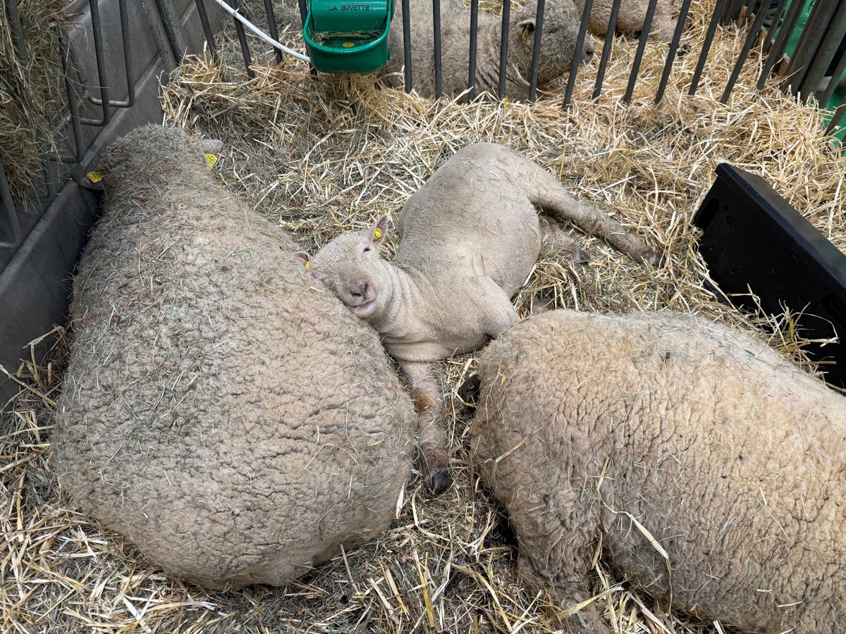 JPCarpentierUE's tweet photo. J’ai eu l’honneur, en ma qualité de Consul honoraire du #Luxembourg, de me rendre au @Salondelagri , où j’ai eu le plaisir de rencontrer les représentants de la Brasserie Nationale (#Bofferding), à l’aimable invitation de son dirigeant, Monsieur Georges M. Lentz, que je tiens à remercier très sincèrement.

Cette visite a également été l’occasion, comme chaque année, d’aller à la rencontre des acteurs du monde #agricole et d’échanger avec eux sur les défis #contemporains auxquels ils sont confrontés, sujets sur lesquels je m’exprime régulièrement dans Le Contemporain.

Les échanges avec Gaetan Brault, présent sur le salon, ont permis de mieux appréhender les enjeux à la fois #politiques, #économiques et #sociétaux d’une #agriculture dont la compétitivité et le modèle structurel sont aujourd’hui en profonde mutation.

La journée s’est conclue sur une note résolument positive, en présence de Monsieur Claude Trierweiler, #Consul du Luxembourg à Paris, lors d’une réception mettant en lumière le dynamisme des produits agroalimentaires #luxembourgeois, et tout particulièrement celui de la bière luxembourgeoise.