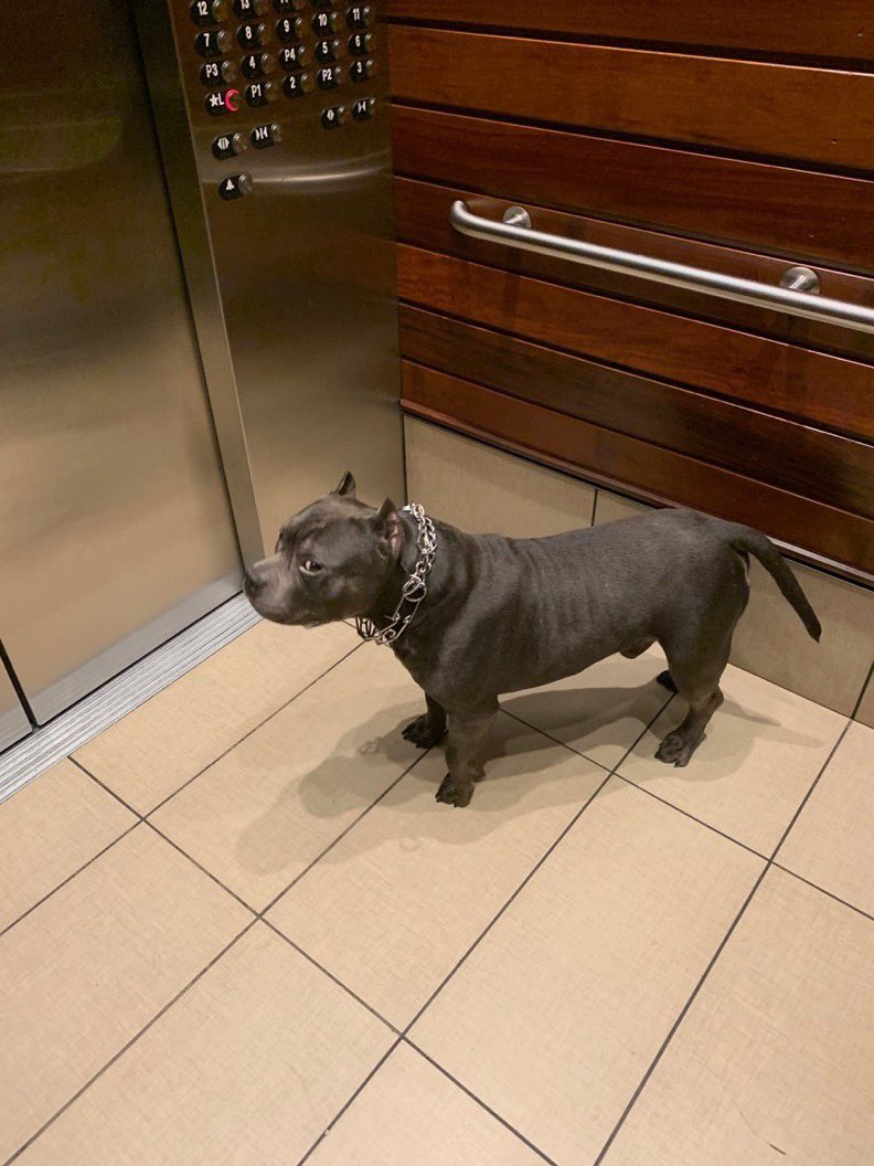 got in an elevator &amp; this dog was just alone in it