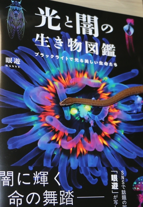 エボニン tweet media