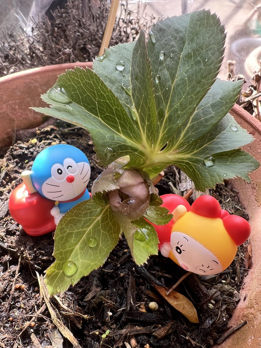 クリスマスローズ株分けした方から咲きそうな気配！🌸 気分転換になっ