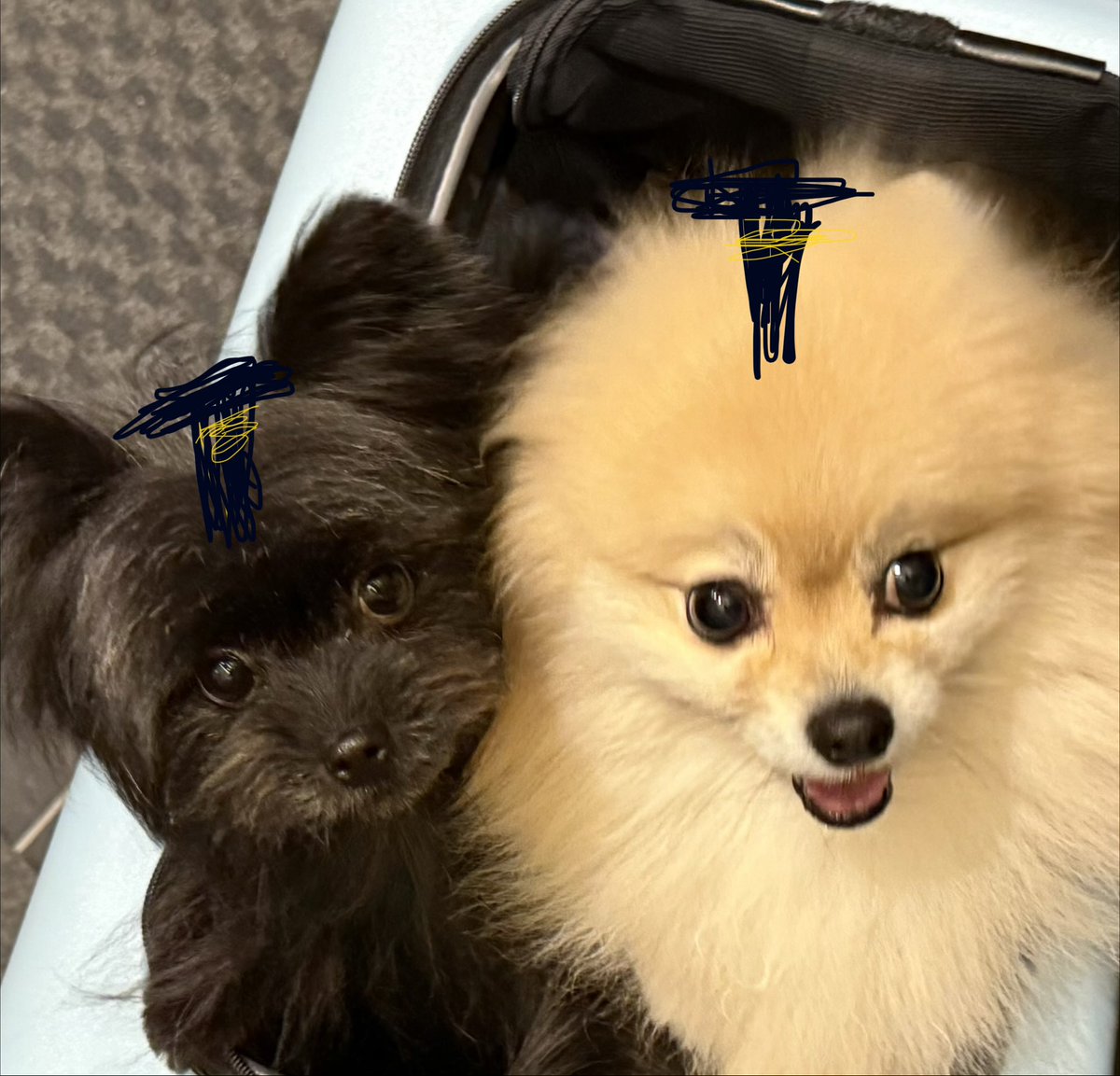 浜辺美波 tweet media