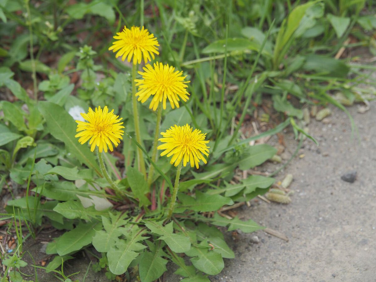 好きな花の名前を挙げてTLをお花畑にする タンポポ