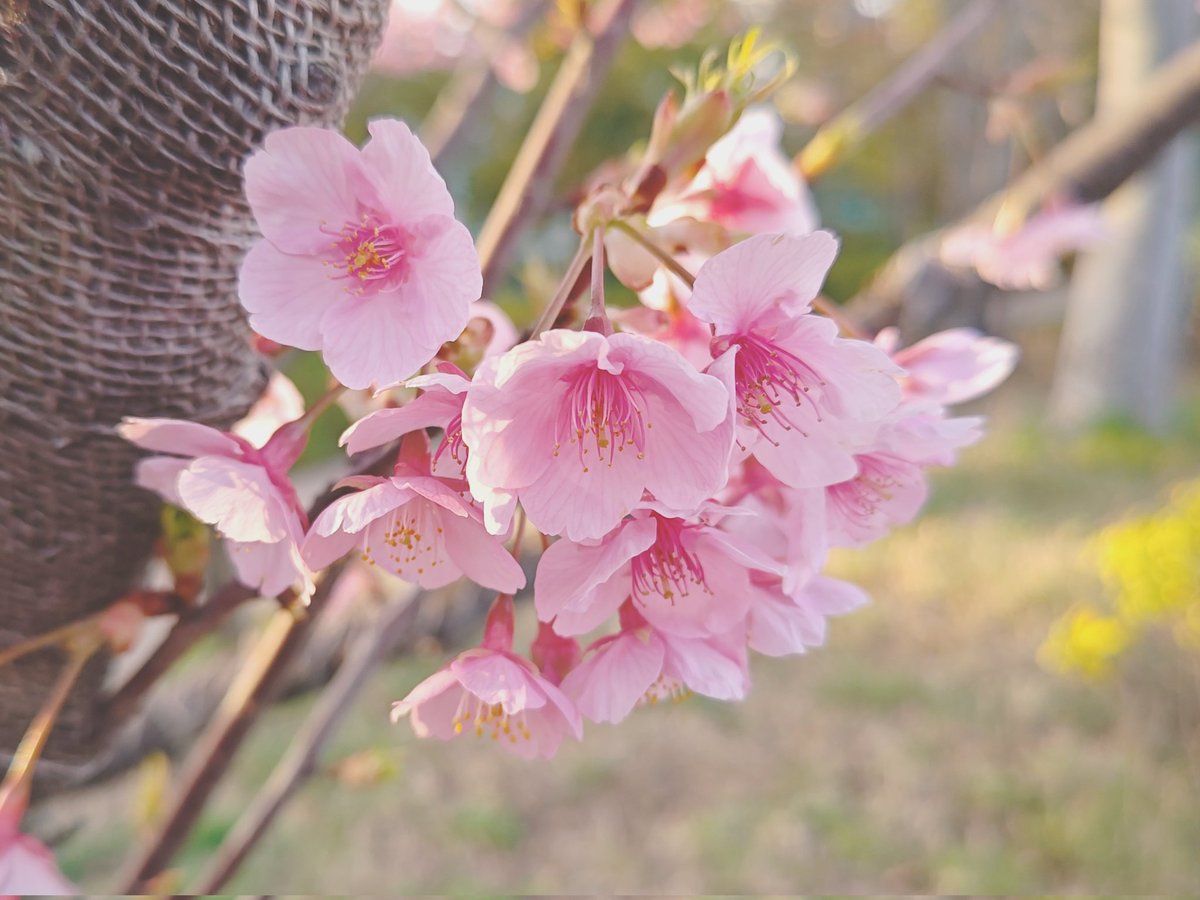 近所の公園に河津桜を見に行って来ました🌸ピンク色が濃くて落ちてる
