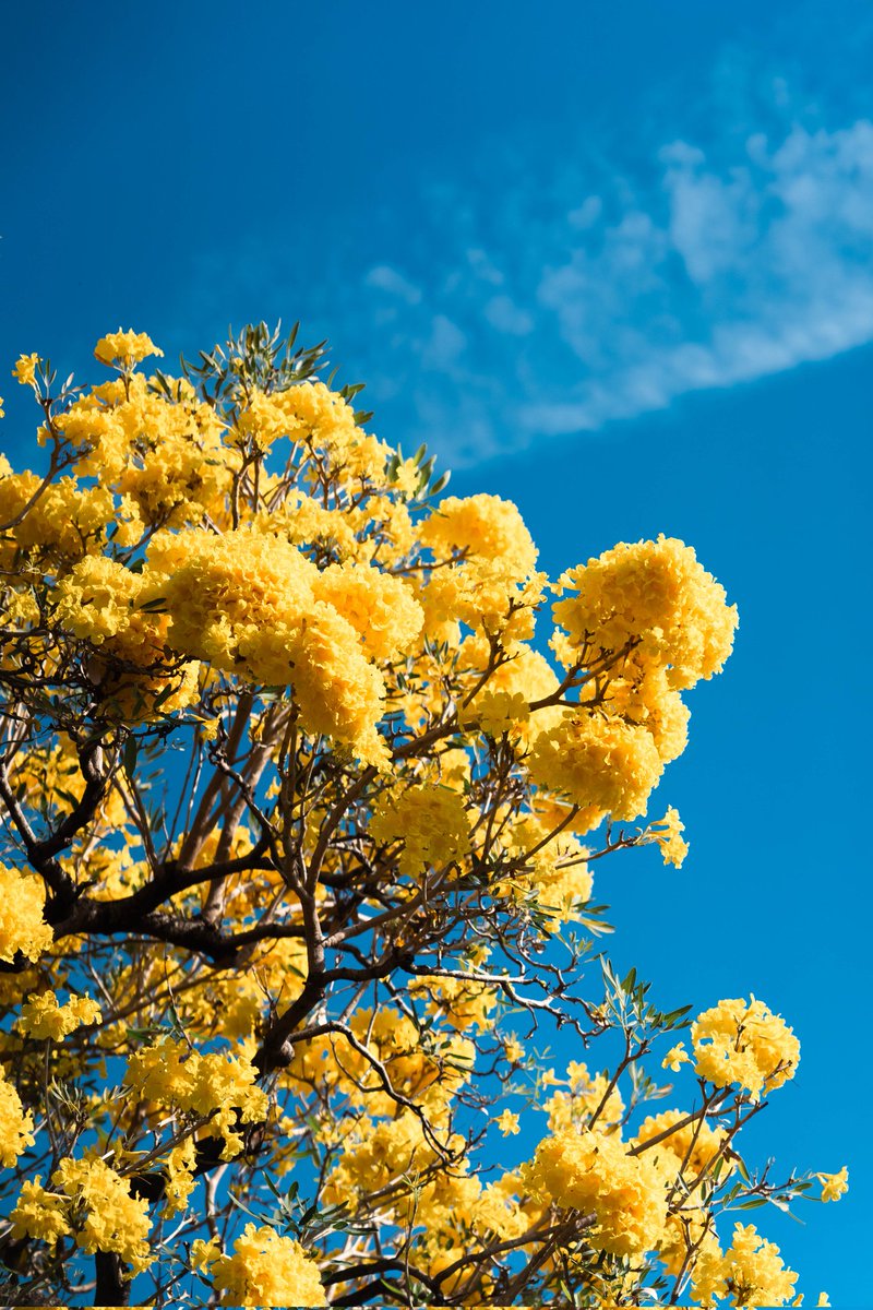 เหลืองปรีดียาธร

ถ่ายวันที่ 28 กพ.69
ที่สวนจตุจักรครับ
น้องร่วงค่อนข้างไว โดยรวมสวยมาก