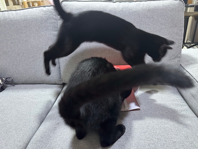 梅子の部屋【黒猫兄妹】 (@umeko9625yamato) / Posts / X