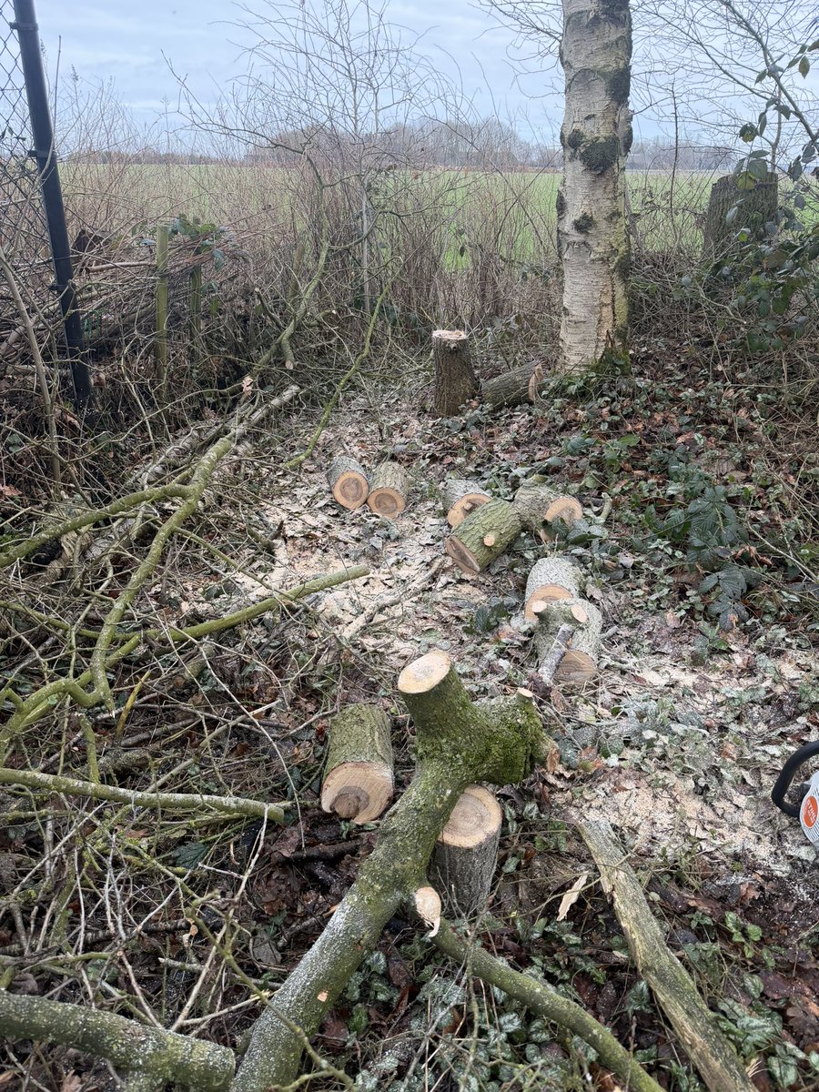 babilpaco's tweet photo. Buurvrouw praat nooit met me maar meldde dat er een boom overhing op haar perceel, prima halen we weg. Net bezig komt ze eraan met “zondagsrust” ze kan het vd week zelf wel even doen en dan wil ze het hout houden.. raad eens wie de houtvoorraad heeft aangevuld🤣🤣 https://t.co/RHldhchhxK