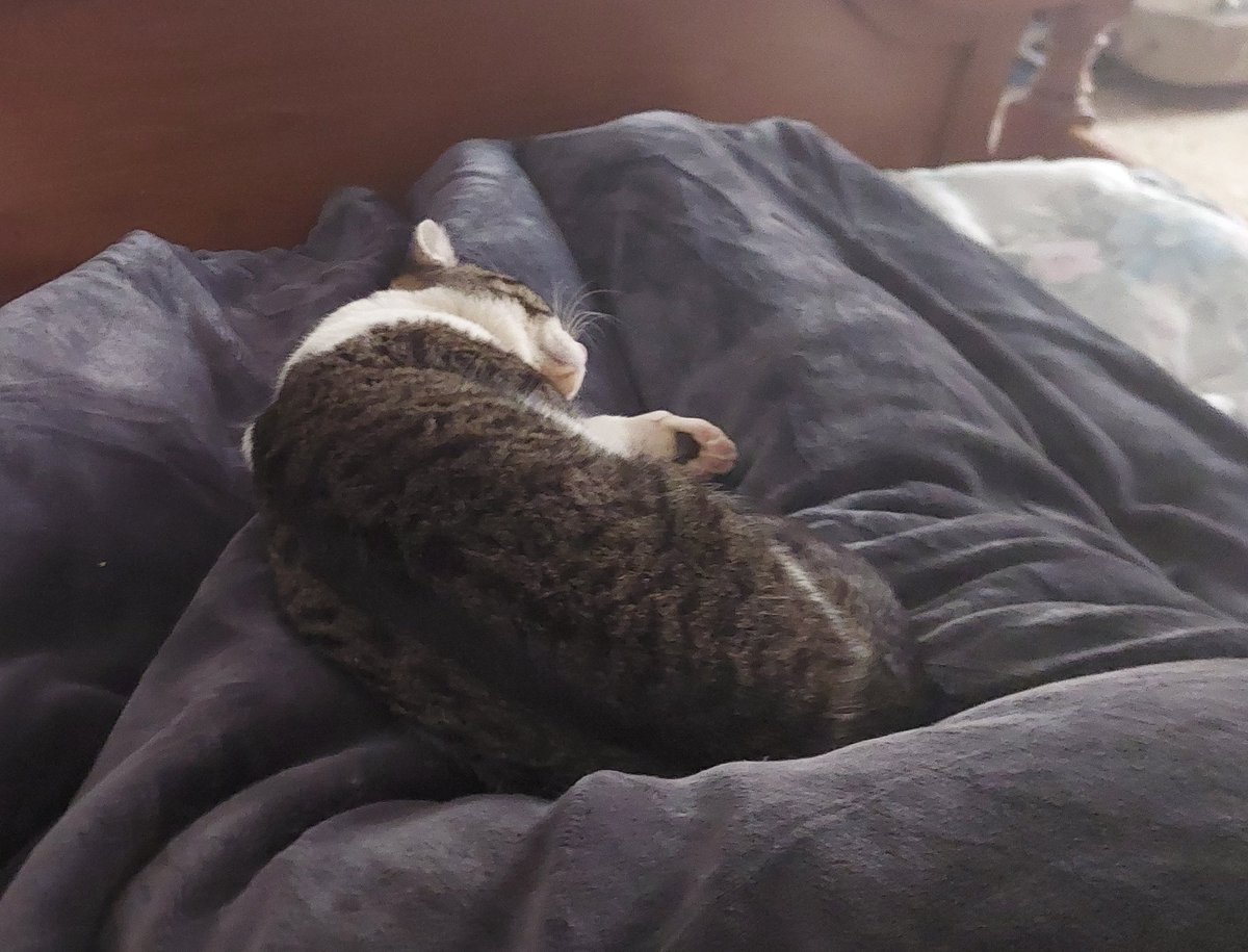 RanguGamer's tweet photo. Esa sensación, cuando estás en camita a punto de dormir, y de pronto sientes patitas sigilosas moviendo el colchón...
Es la felicidad. https://t.co/QWpm6YNuQy