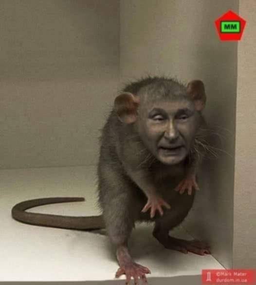 Крыса "Вовочка" затаилась