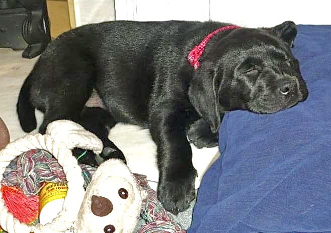 Princess Pupski 🌈 tweet media