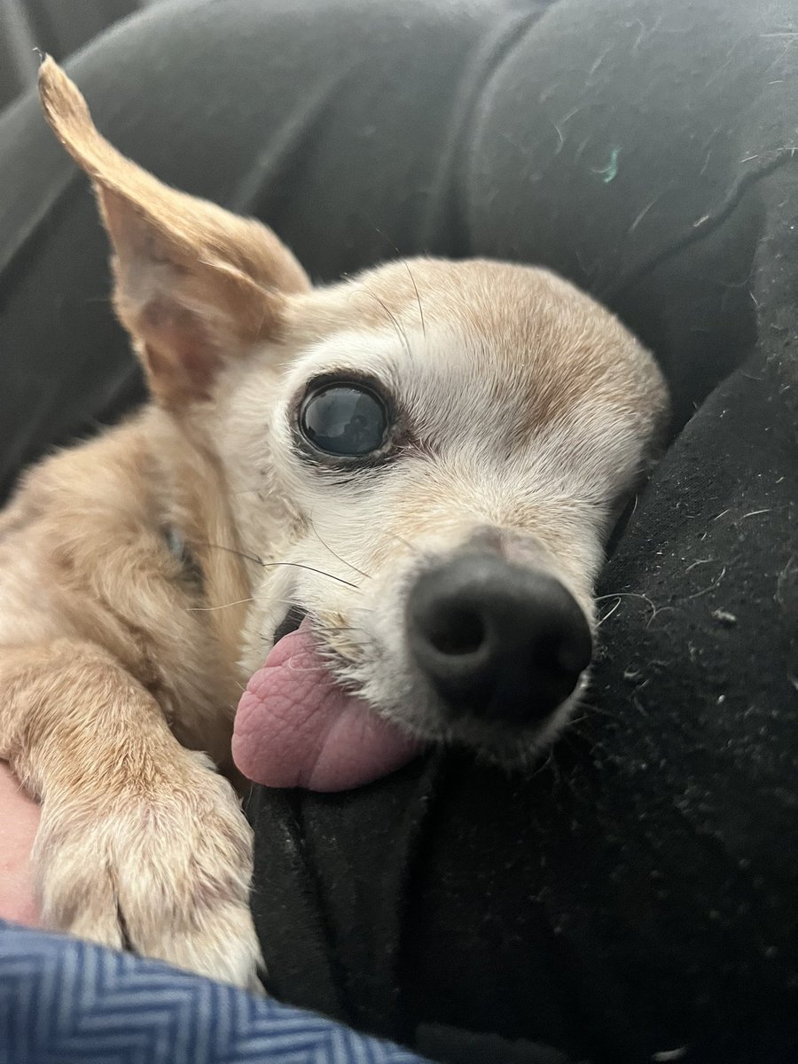 ♱ 𝑩𝑰𝑳𝑳 𝑪𝑰𝑷𝑯𝑬𝑹 𝑶𝑭 𝑺𝑯𝑬𝑫𝑻𝑾𝑻 ♱ tweet media