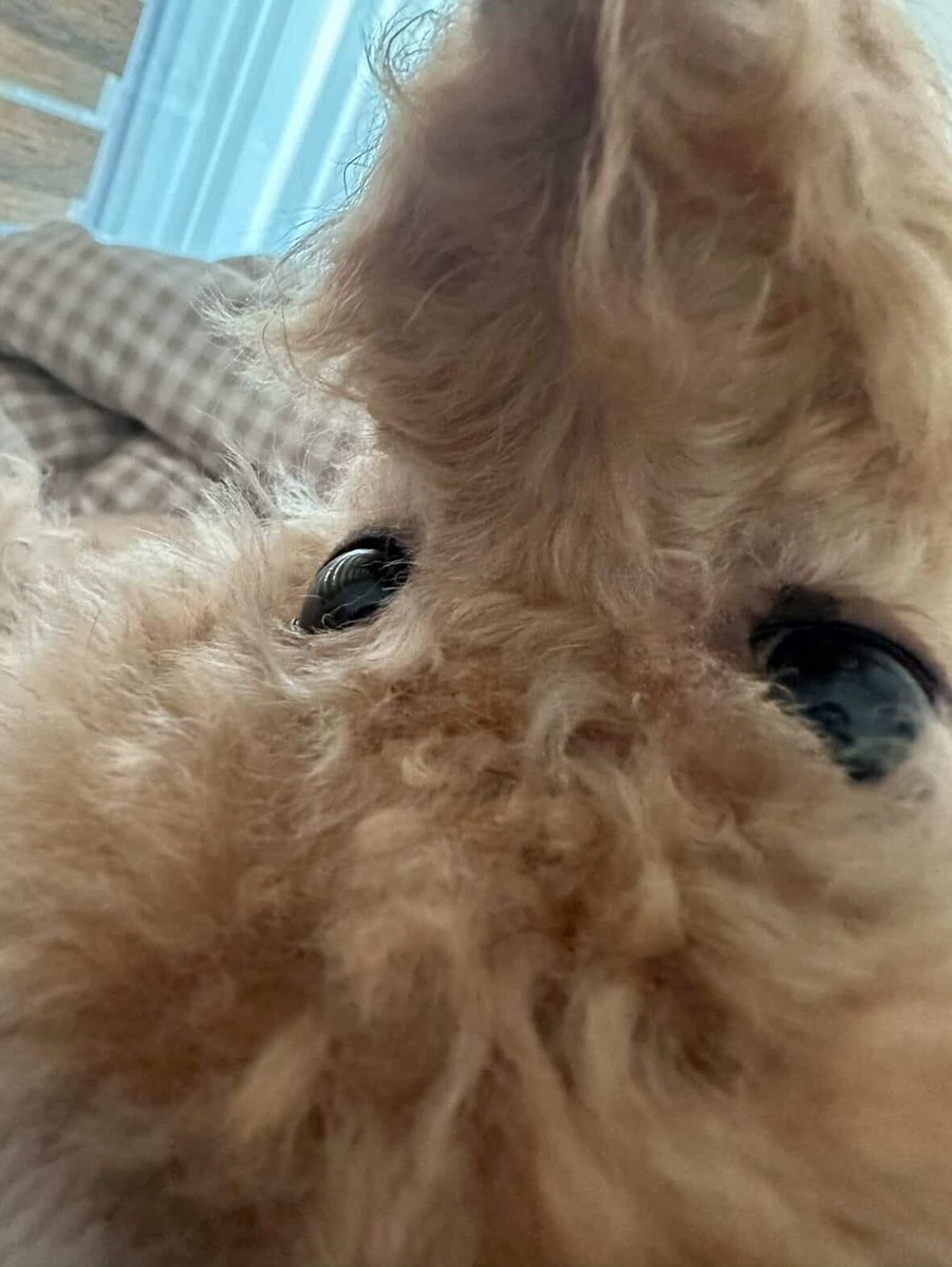 소롱이(살생모드off) tweet media