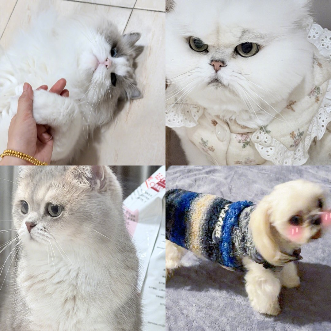 กี๊ดดด เสิร์ฟรูปเด็ก ๆ ครบเลย 🐱🐶
คริสต์มาส เมย์เมย์ รูบี้ เหนียนเหนียน

#ไป๋ลู่ #BaiLu