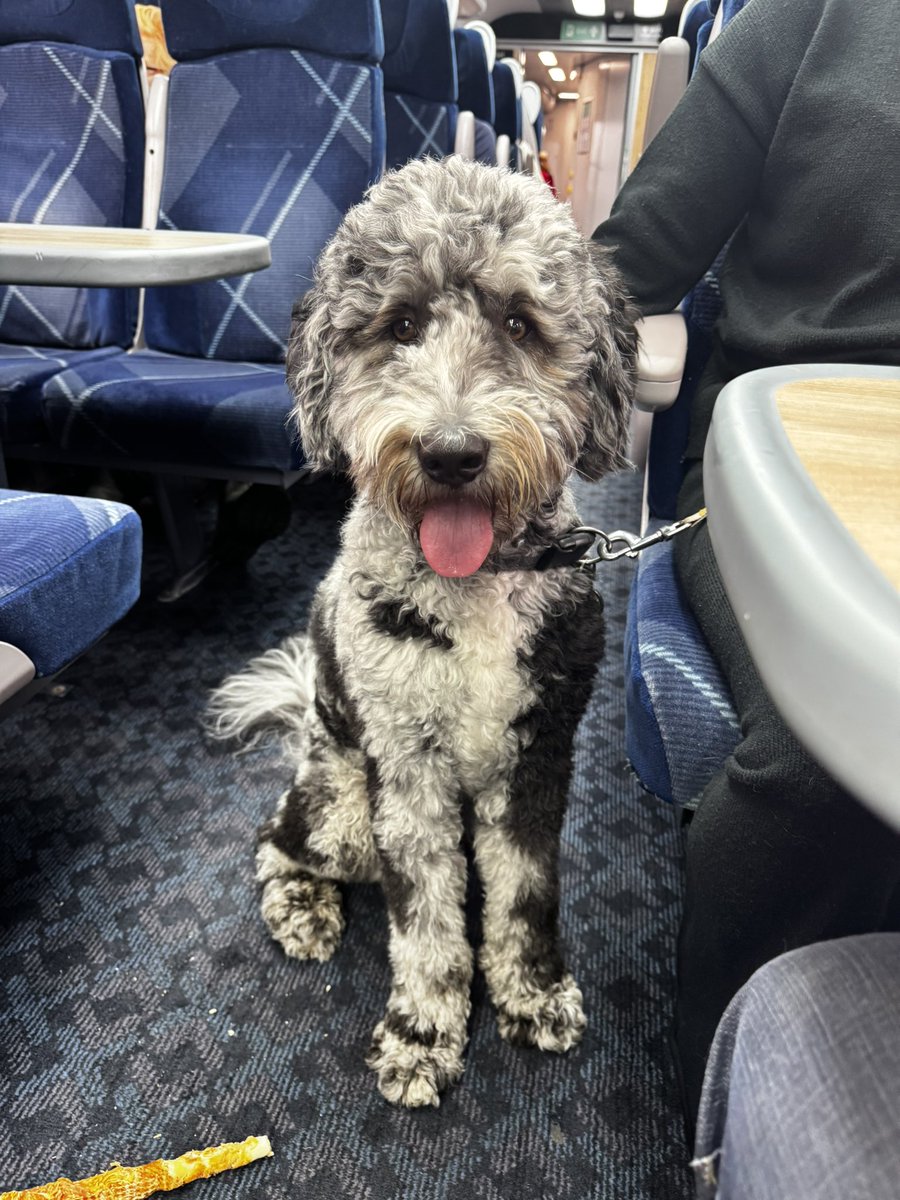 TracySmithsco's tweet image. Teddy on his way to Pitlochry…so far so good!🤞🤣🤍🩶🖤🏴󠁧󠁢󠁳󠁣󠁴󠁿 @ScotRail #sheepadoodle 🐾🦴@tommysmithsco