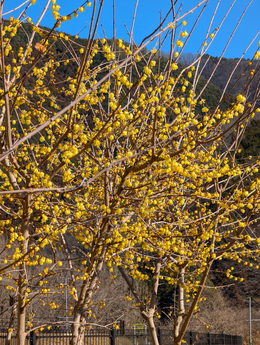 ﾄﾞﾗｲﾌﾞ400 tweet media