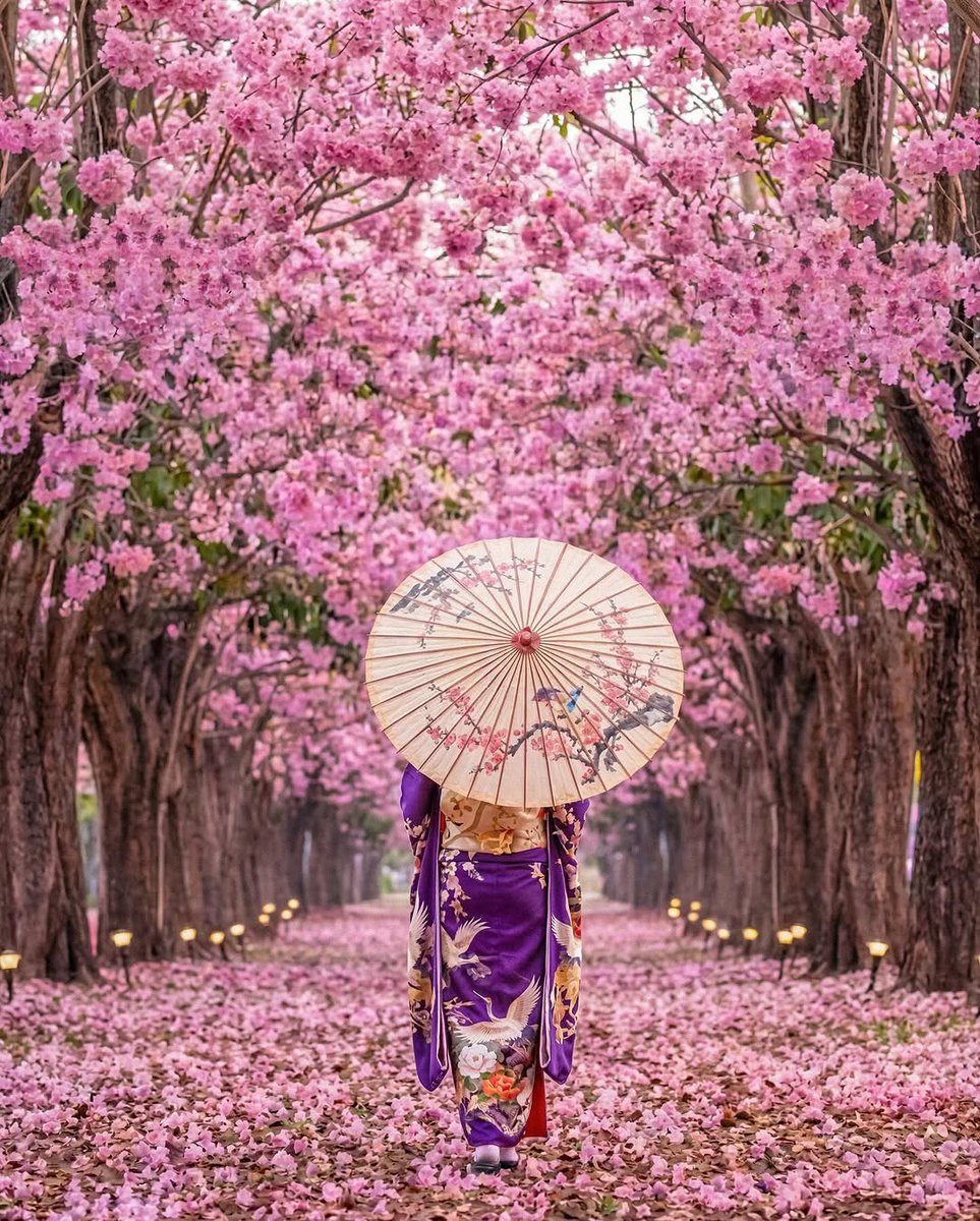 PrettyCitiesX's tweet photo. Cherry Blossoms in Japan 🇯🇵 https://t.co/qYIqU12BrS
