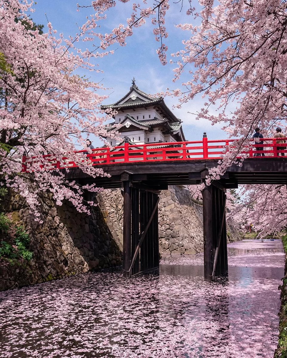 PrettyCitiesX's tweet photo. Cherry Blossoms in Japan 🇯🇵 https://t.co/qYIqU12BrS