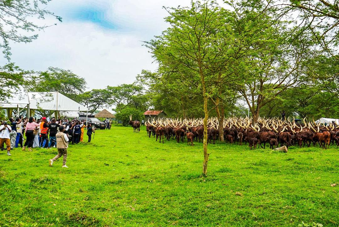 Peace .E. Akol tweet media