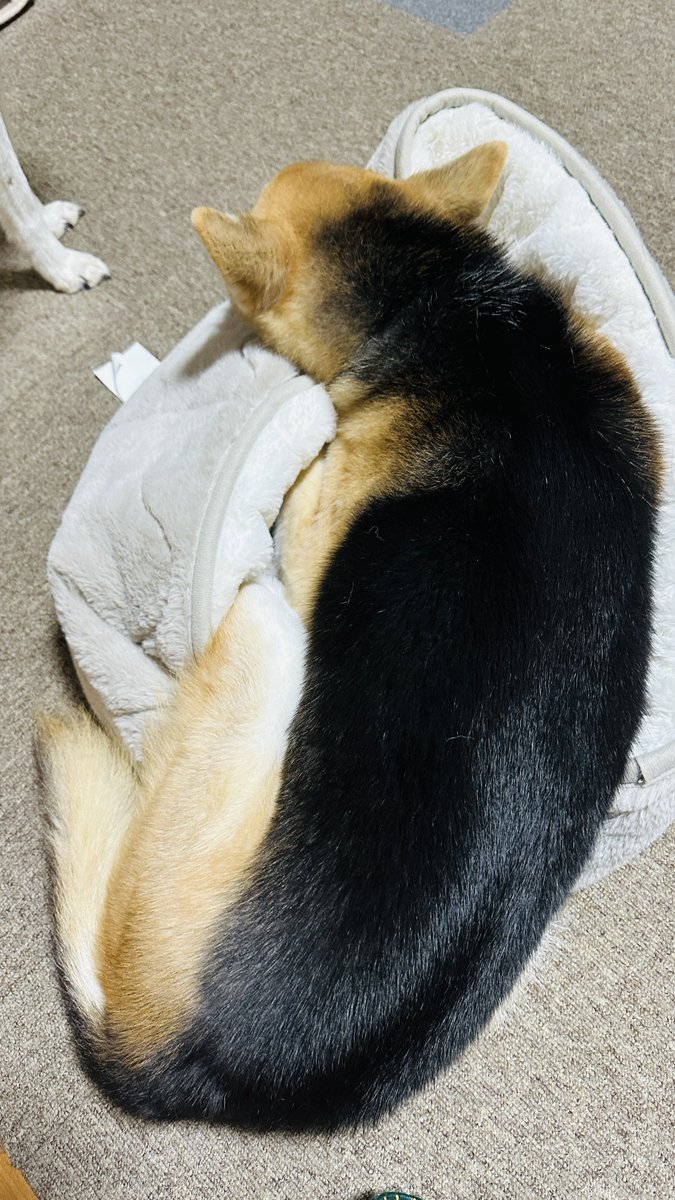 riku08151's tweet photo. 2026.3.1

使い方は犬それぞれ https://t.co/L6RFZUTdKM