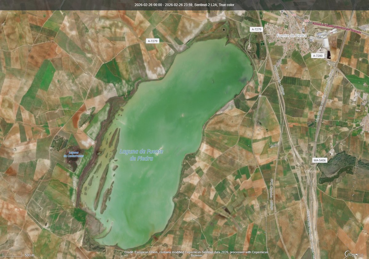 GalvezRivas's tweet image. Una ligera idea...
Reserva Natural de la Laguna de #FuentedePiedra 2023 vs 2026