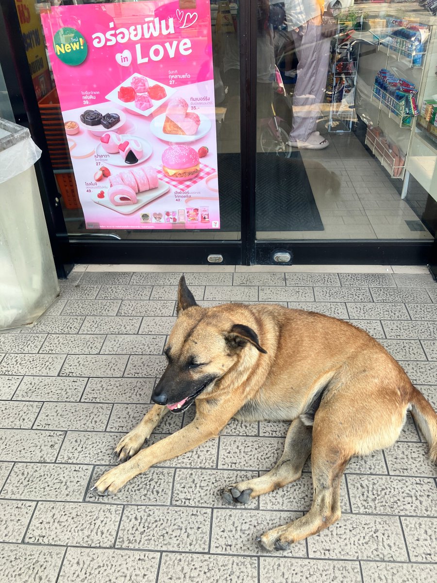 mutugi_mk2's tweet photo. タイ名物のセブンイレブン入口で涼む犬。
まだ外で涼んでいるのは可愛い方で、図々しいのは店内に入って寝っ転がって、店員に外に放り出されている犬もいる。 https://t.co/3GxYkokENC