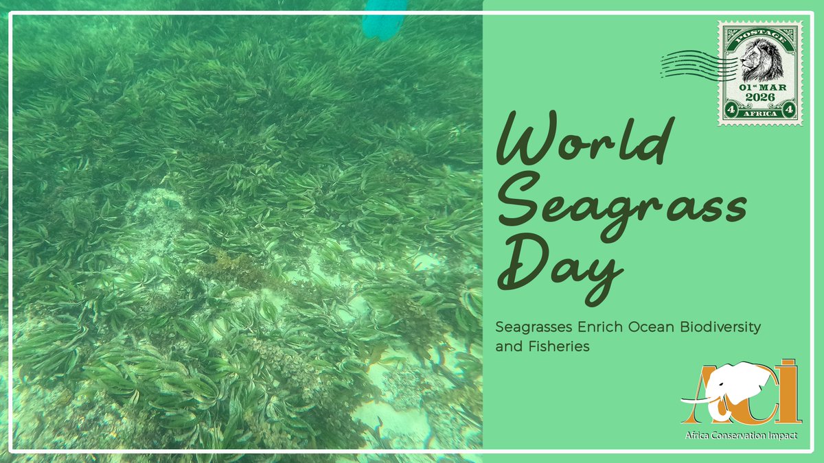 Africa Conservation Impact tweet media