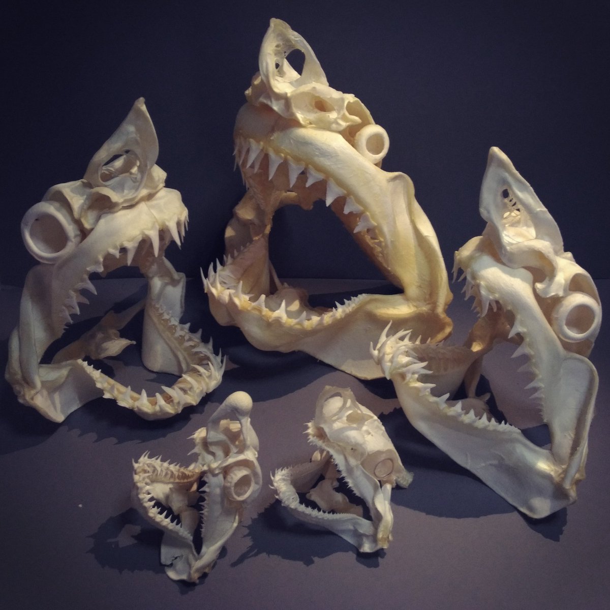 3月になったのでフォロワーさんに自己紹介しようぜ サメの標本作ったり