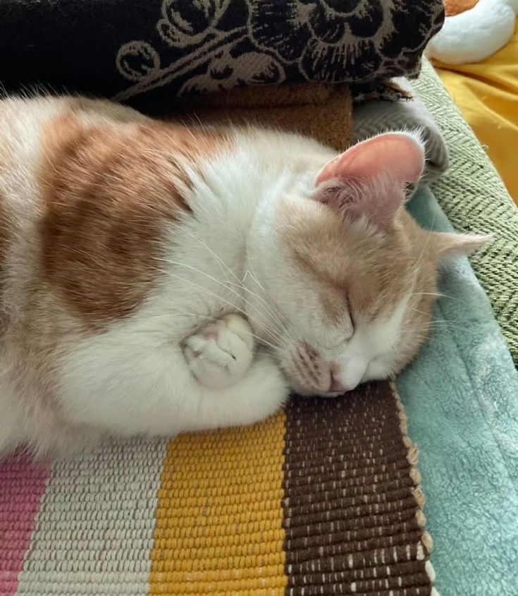 Why you should have a cat tweet media