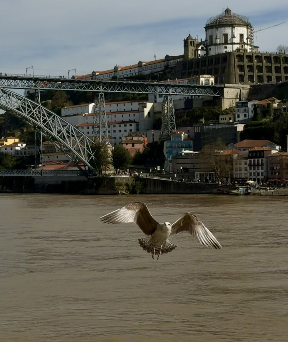_TeresaPires's tweet image. Porto, Rio Douro. 
Ontem o rio corria assim, térreo. 
Já sem lixos nem ramos, mas da cor do ouro antigo, bem escuro. 
#streephotography #Iphonephotography #Porto #DouroRiver