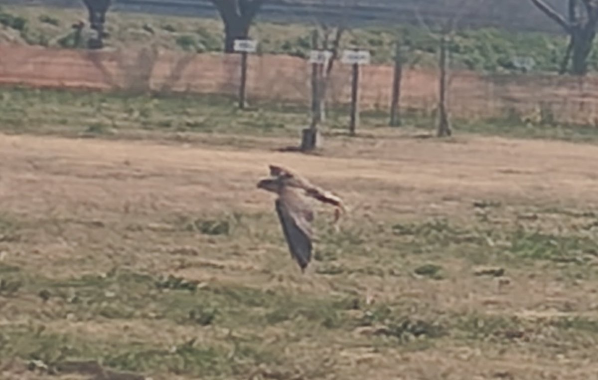 ざらつくだにー tweet media