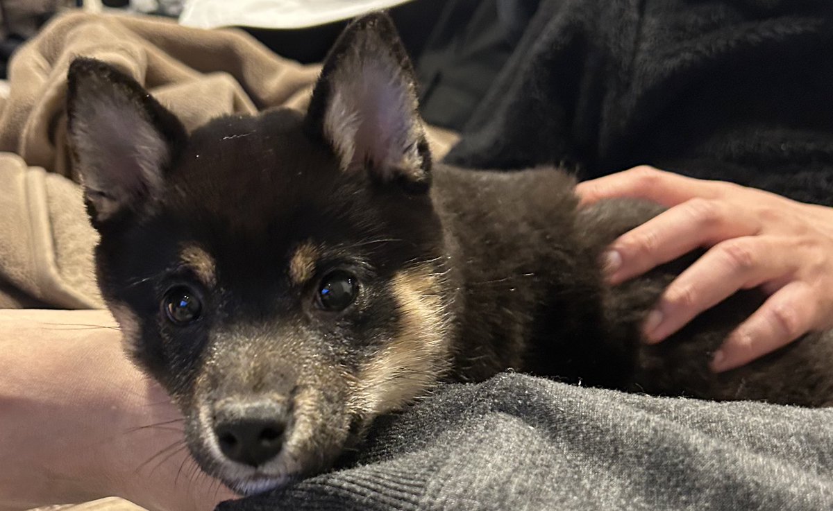 用事で来たパパのお父さんにもちあんを初対面させてみたら、「おー