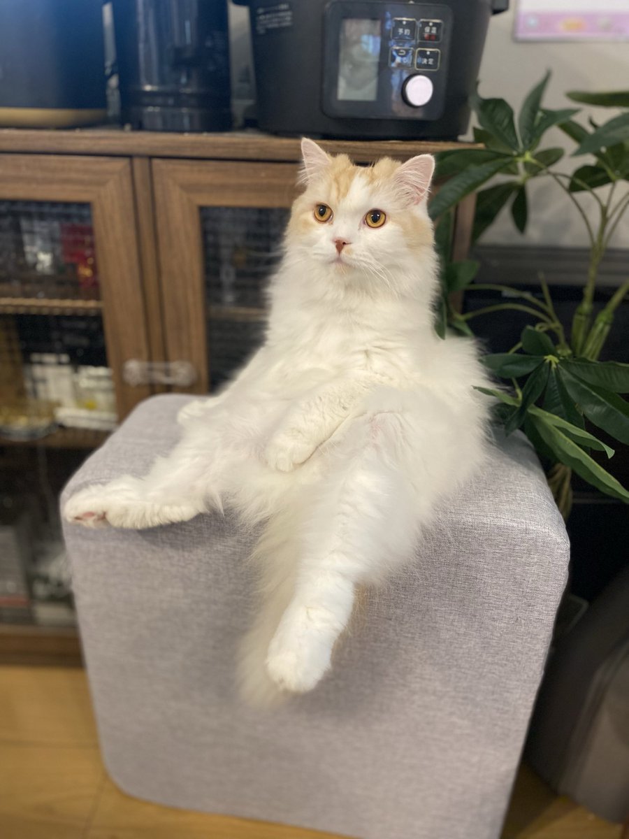 ウガたん、本日5歳のお誕生日🎉
かわらず半年に1回は大学病院で検査してるし、不整脈予防のため毎日投薬もしてるけど、今日まで元気でいてくれて嬉しい☺️✨

これからもずっと元気でいてね☺️🩷