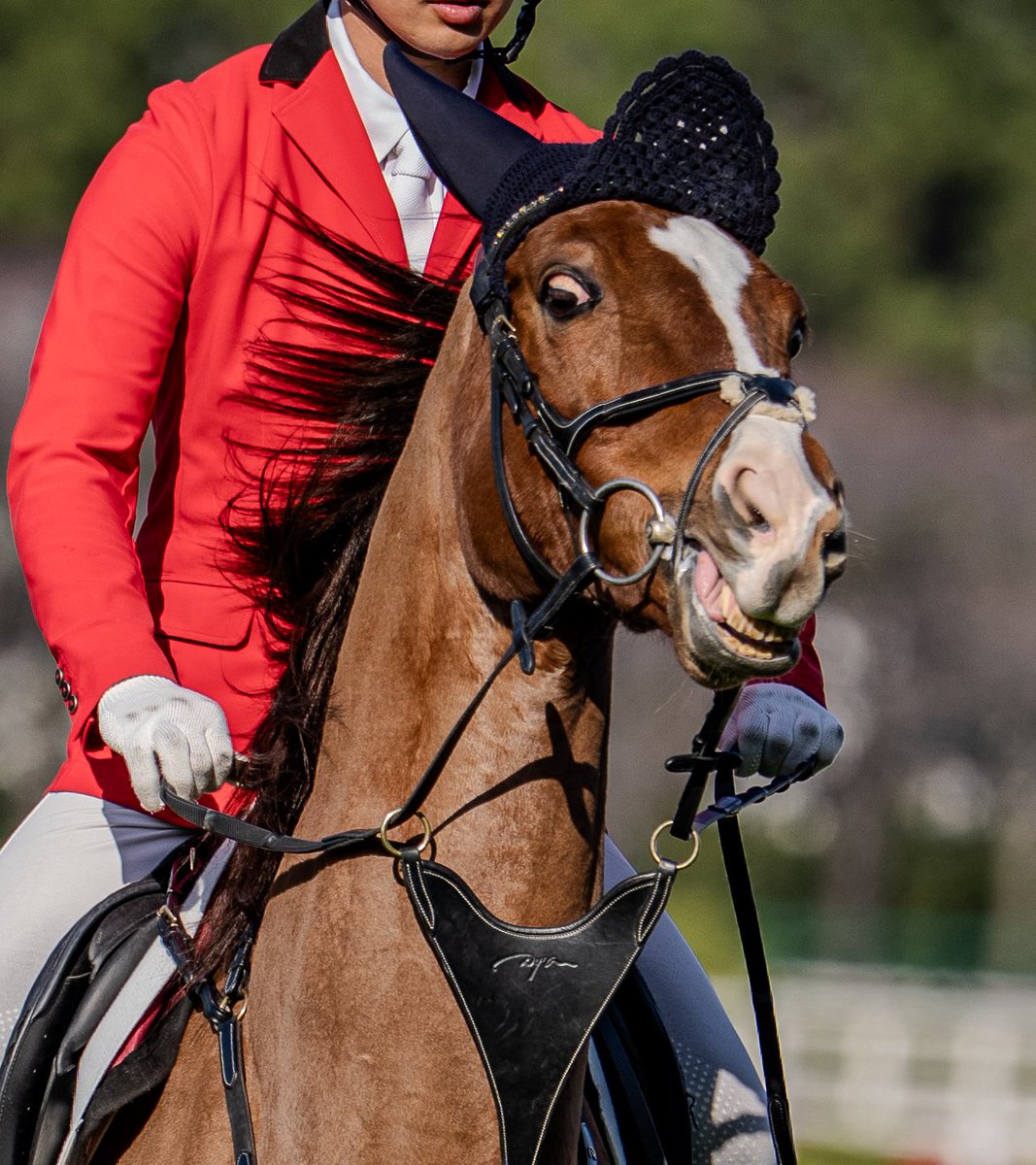 流石アイドルホース表情が豊かだな #アフリカンゴールド