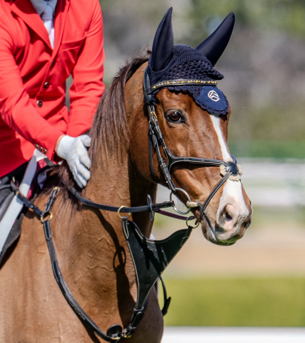流石アイドルホース表情が豊かだな #アフリカンゴールド