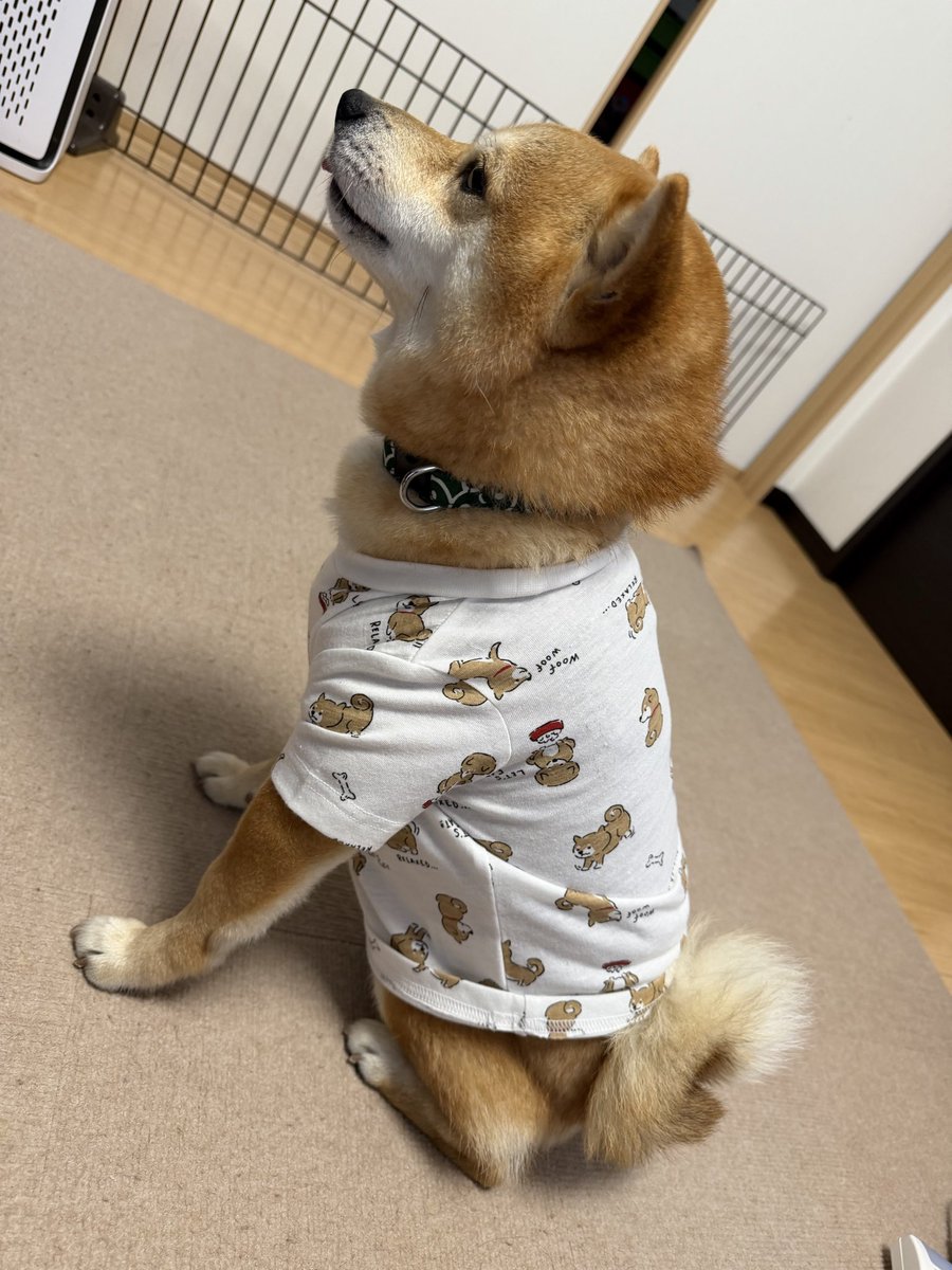 lucky_7_'s tweet photo. 買っちゃいました。
何年振り？西松屋（娘は中一）
賢くお座り？
違います、慣れない服に固まってます
#豆柴
#虎鉄
#西松屋 https://t.co/XkC5k6Vnnh