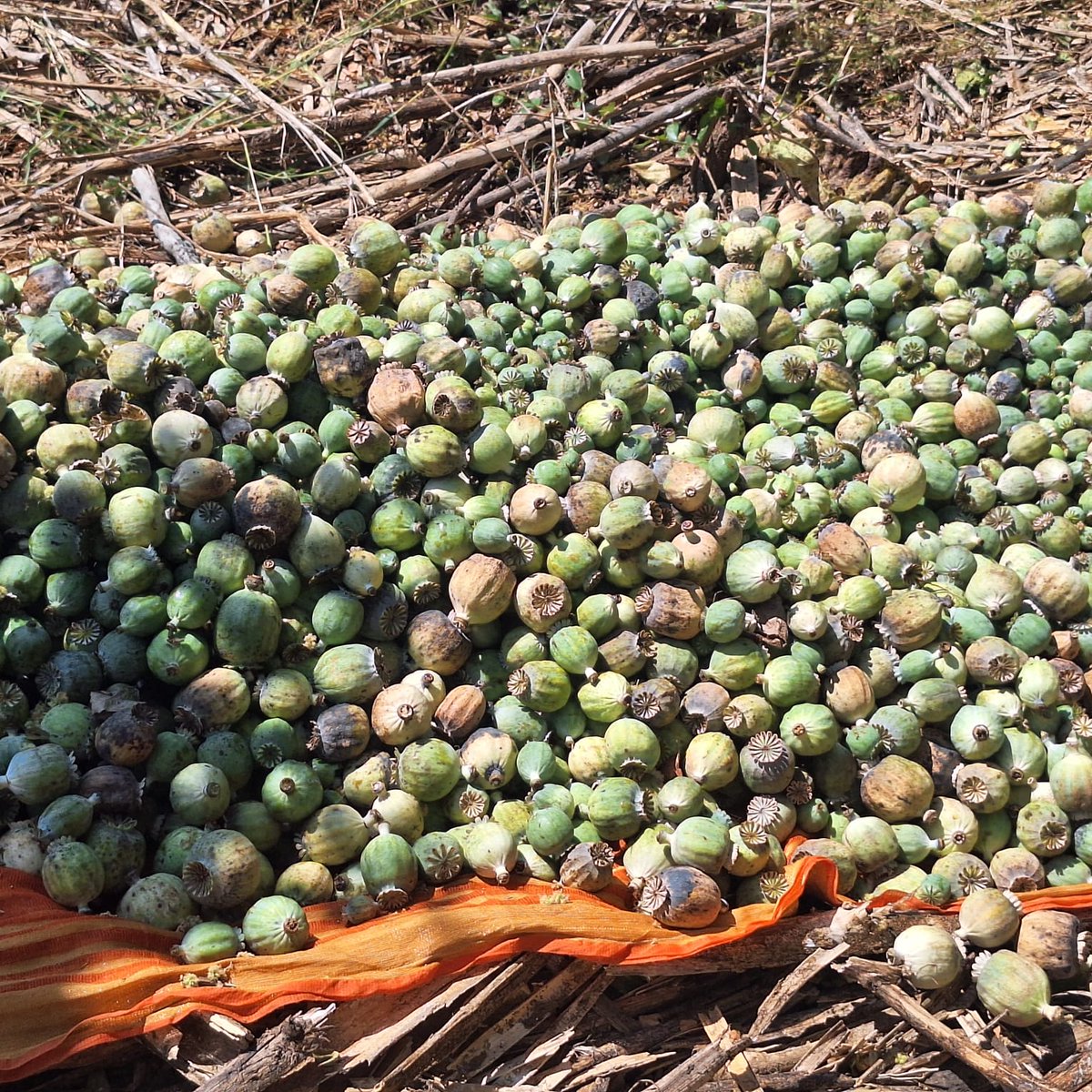 NCBJodhpurZone's tweet image. ₹240 CRORE worth of illicit opium plants destroyed! 💥
NCB Jodhpur, ANTF, and Mandwa Police (Udaipur) successfully dismantled a massive 60-hectare cultivation in a high-stakes joint operation.🚔⚖️
#DrugFreeIndia #NCBJodhpur #ZeroTolerance