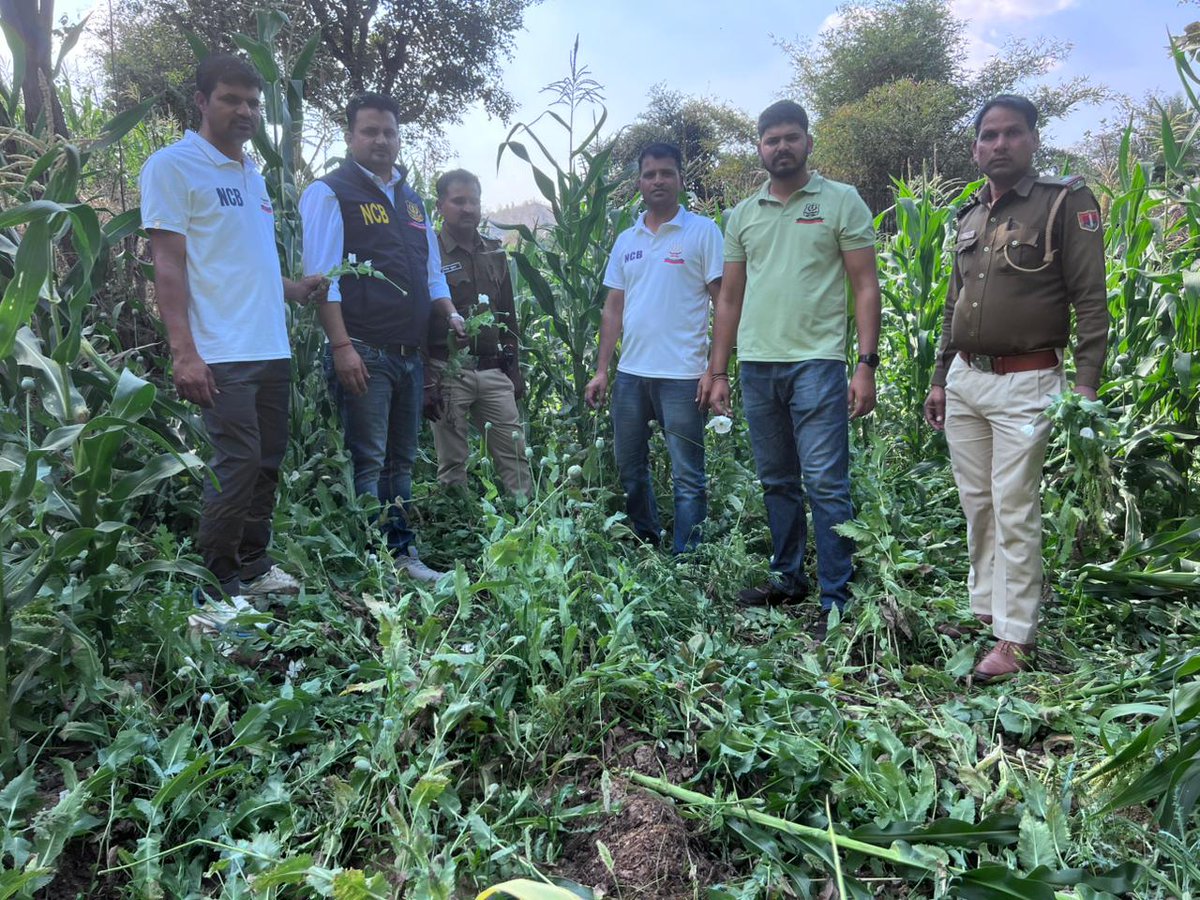 NCBJodhpurZone's tweet image. ₹240 CRORE worth of illicit opium plants destroyed! 💥
NCB Jodhpur, ANTF, and Mandwa Police (Udaipur) successfully dismantled a massive 60-hectare cultivation in a high-stakes joint operation.🚔⚖️
#DrugFreeIndia #NCBJodhpur #ZeroTolerance