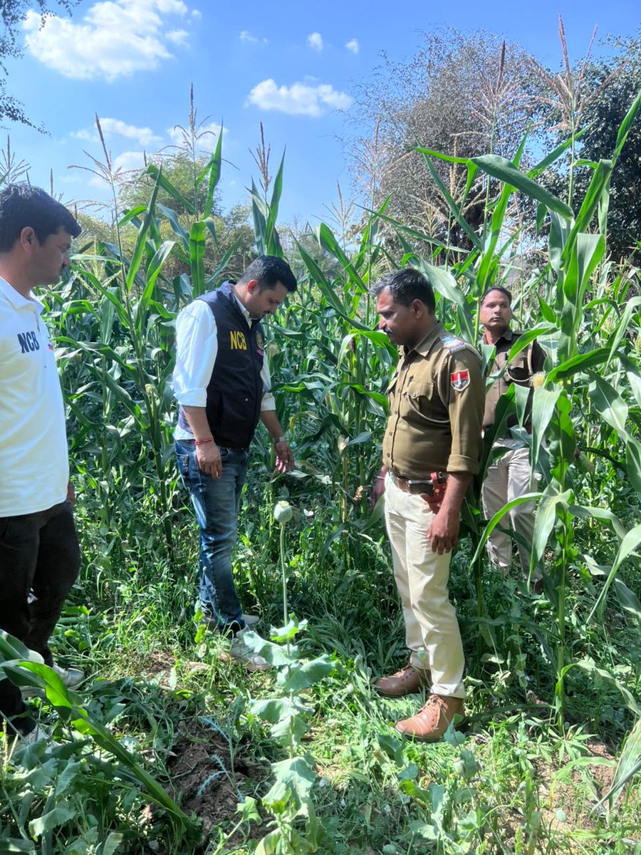NCBJodhpurZone's tweet image. ₹240 CRORE worth of illicit opium plants destroyed! 💥
NCB Jodhpur, ANTF, and Mandwa Police (Udaipur) successfully dismantled a massive 60-hectare cultivation in a high-stakes joint operation.🚔⚖️
#DrugFreeIndia #NCBJodhpur #ZeroTolerance