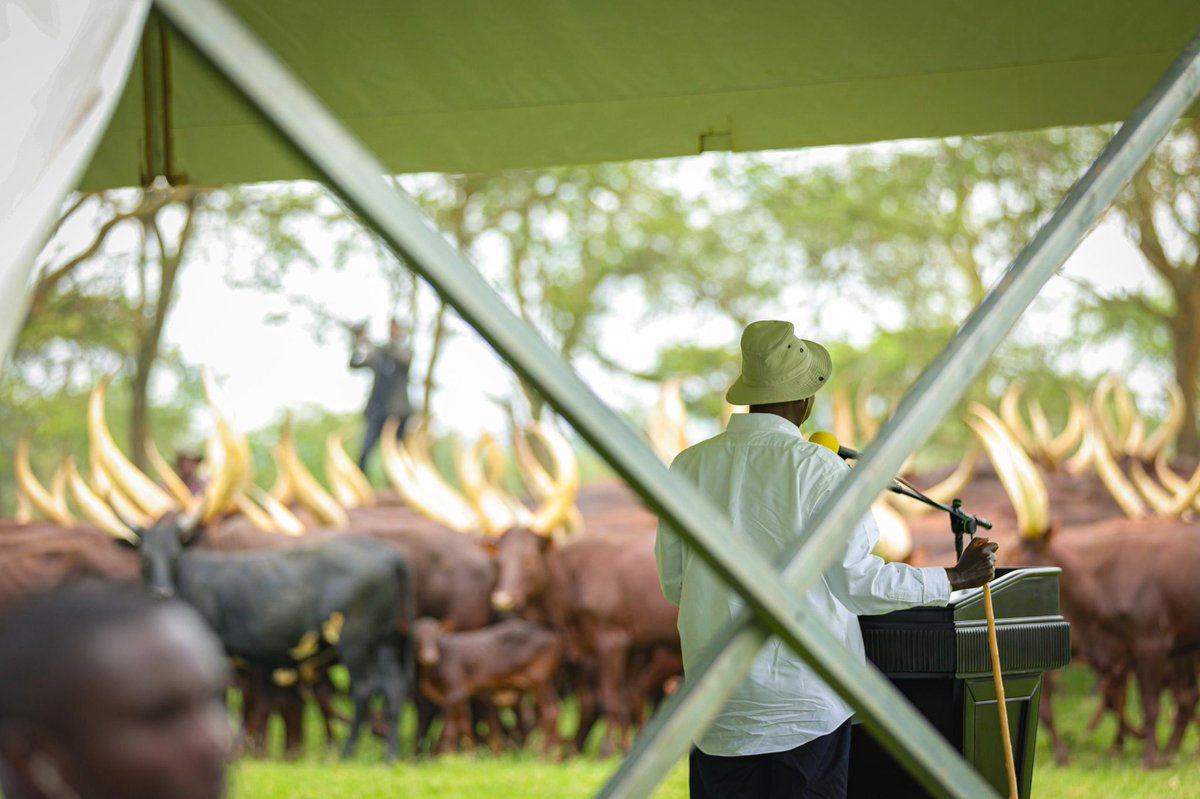 Marcella Karekye tweet media