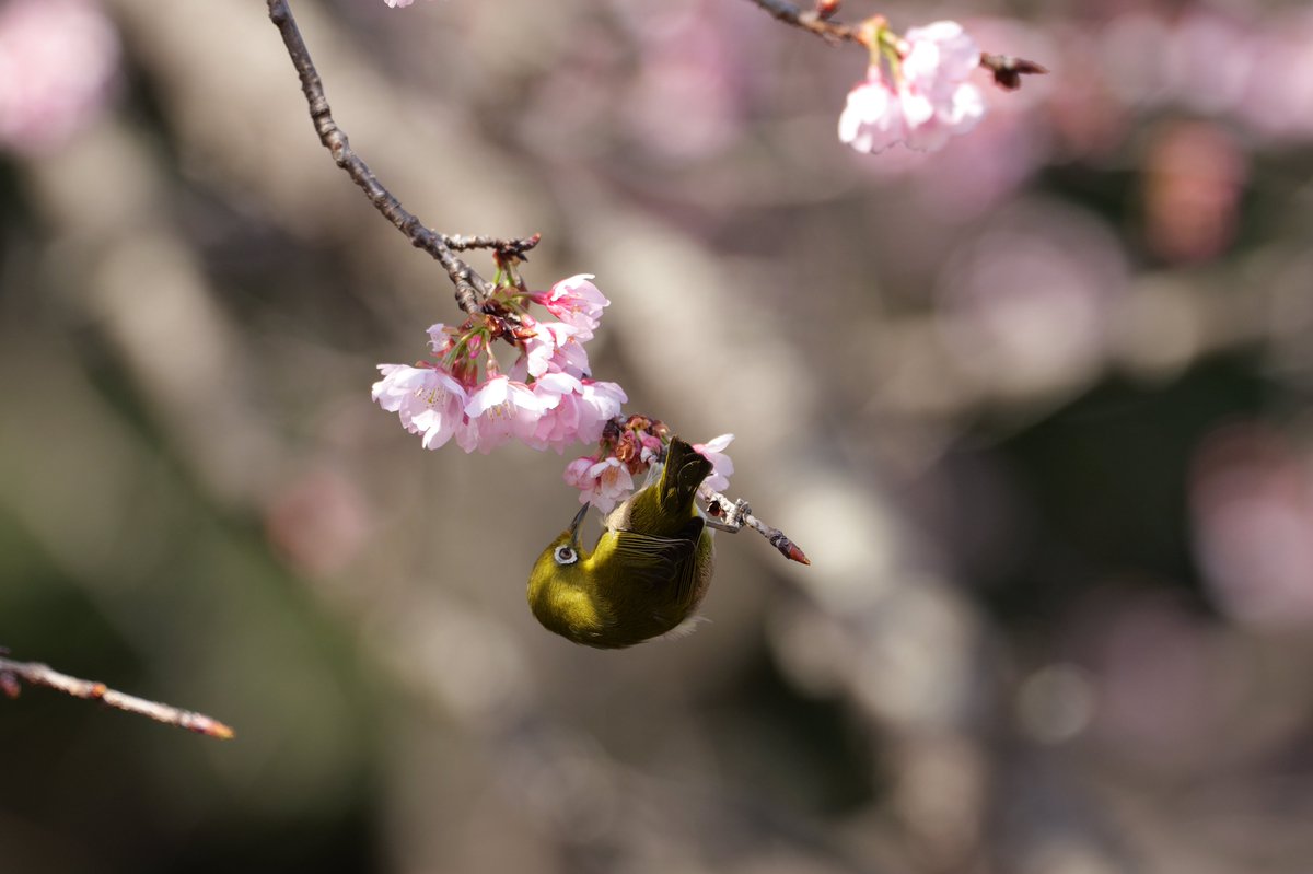 Cj4aYama's tweet photo. 2026.3.1 大和泉の森
カワセミはいないけど、メジロホイホイの木を見つけました(*´ω｀*) https://t.co/vaZlPasBzP