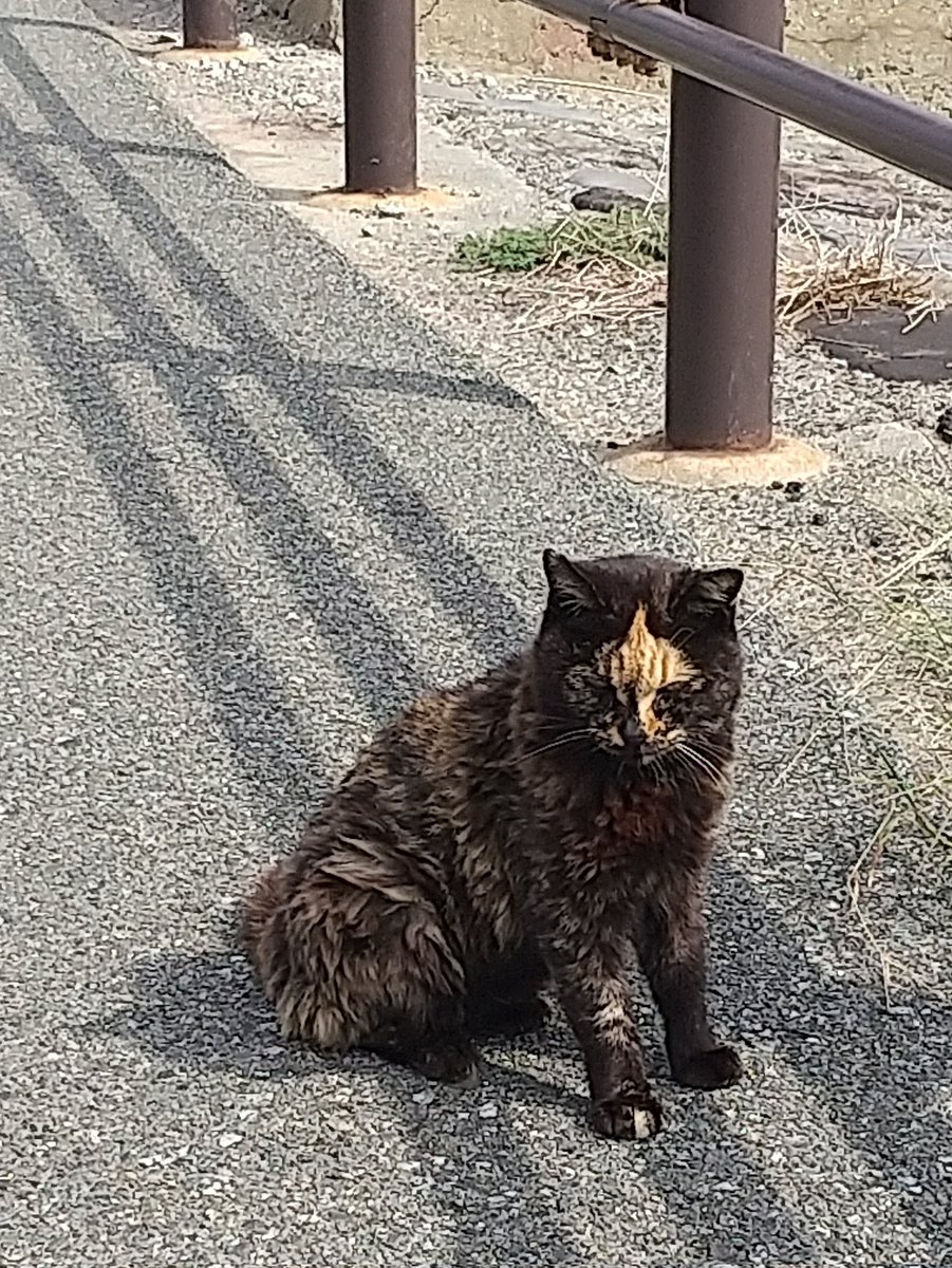 夢の旅人 tweet media